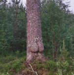 drevoerotika.jpg
